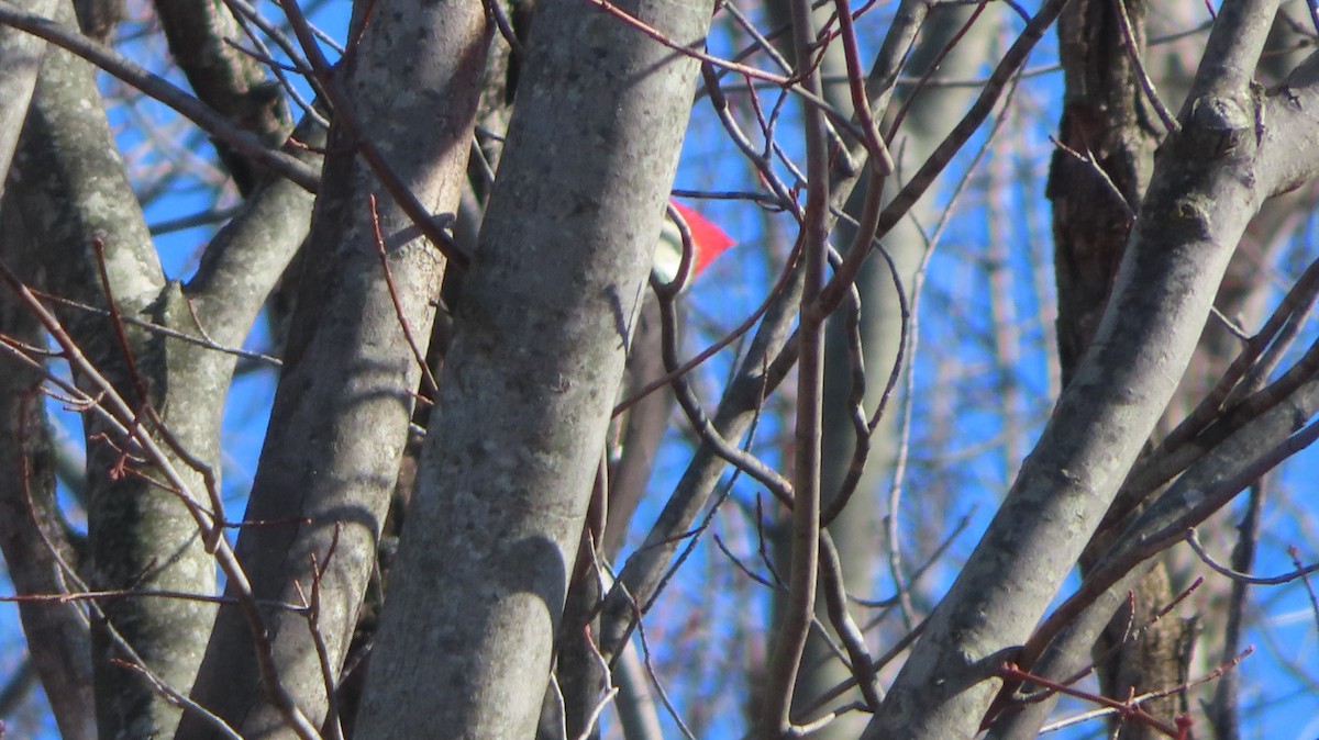 Pileated Woodpecker - ML611501512