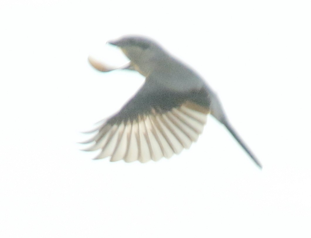 Northern Shrike - ML611501590