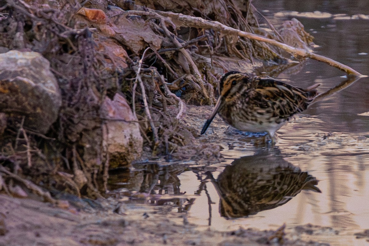 Jack Snipe - ML611501699