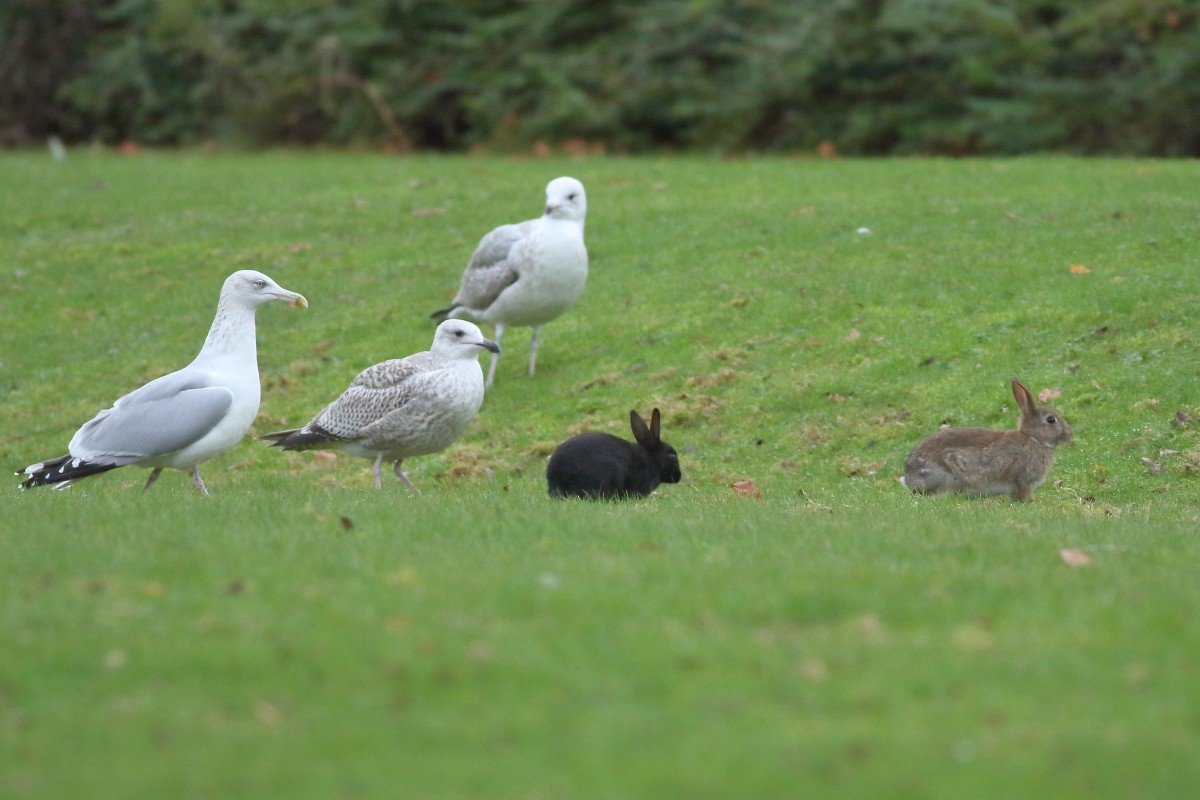 Herring Gull - ML611501856