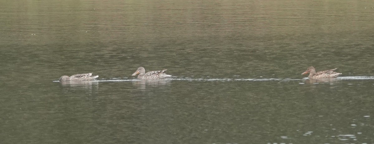 Northern Shoveler - ML611501858