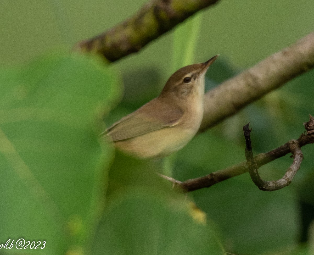 Blyth's Reed Warbler - Balagopal VK