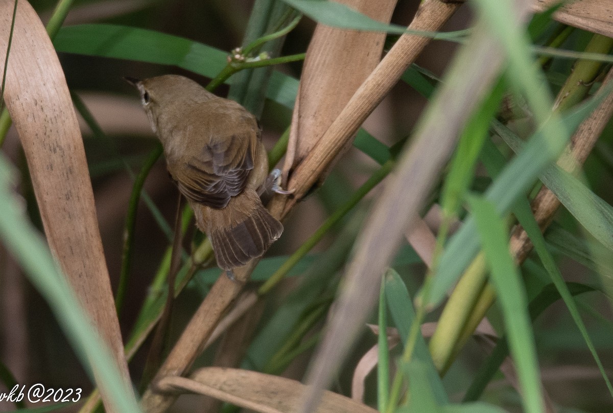 Blyth's Reed Warbler - Balagopal VK