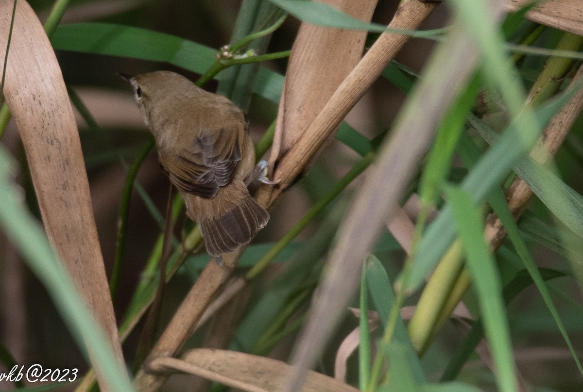 Blyth's Reed Warbler - ML611501960