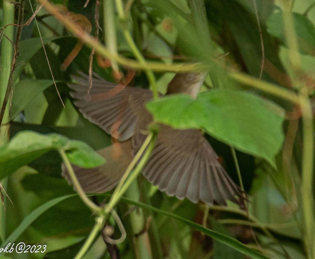 Blyth's Reed Warbler - ML611501963