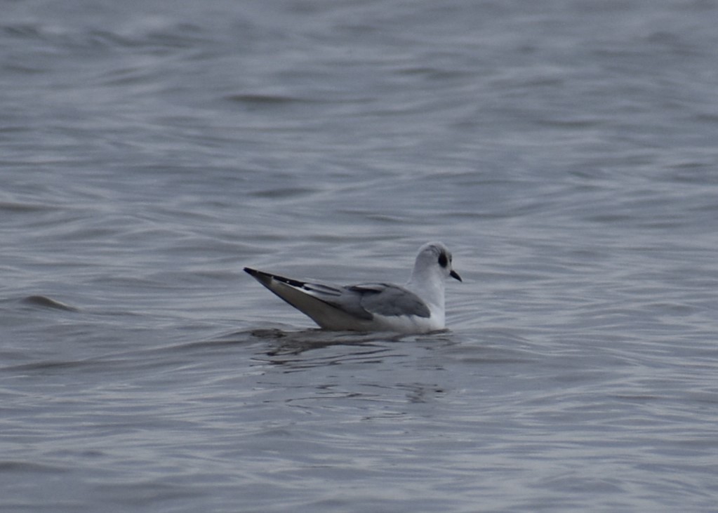 Bonaparte's Gull - ML611501973