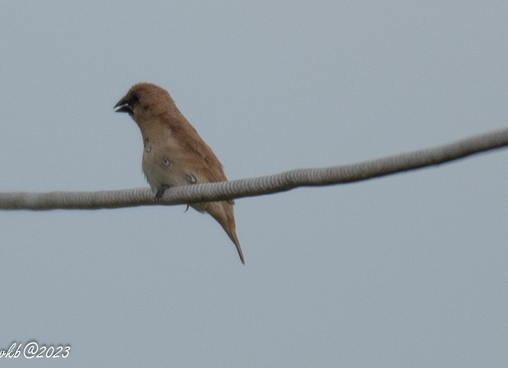 Scaly-breasted Munia - ML611501981