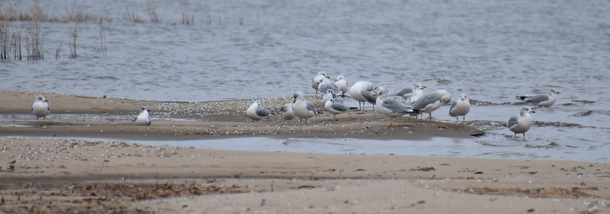 Ring-billed Gull - ML611501987