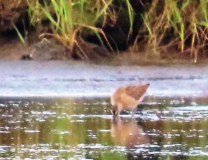 Long-billed Dowitcher - ML611502018