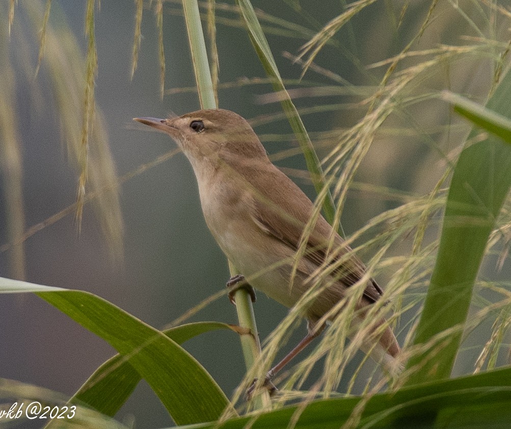 Blyth's Reed Warbler - ML611502039