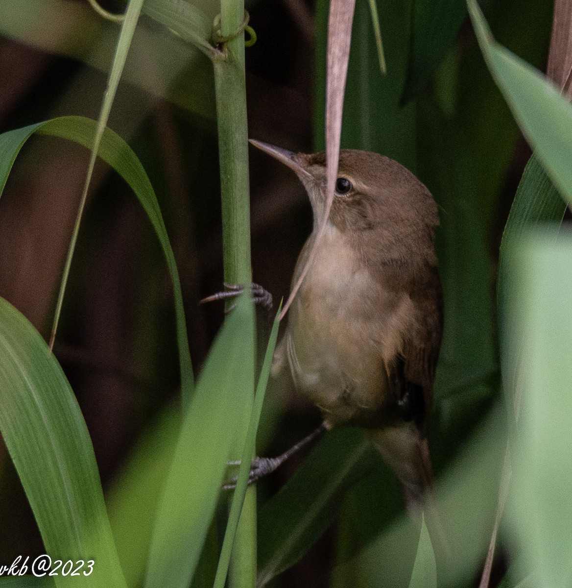 Blyth's Reed Warbler - ML611502040