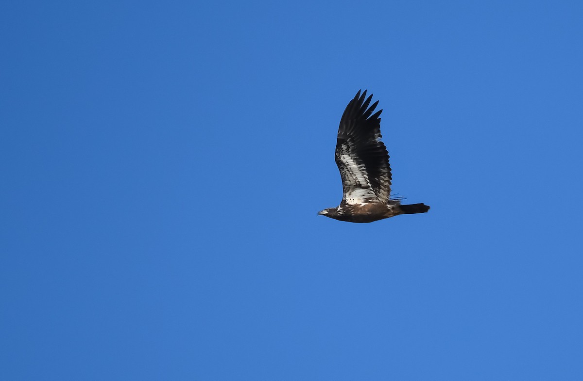 Bald Eagle - ML611502054