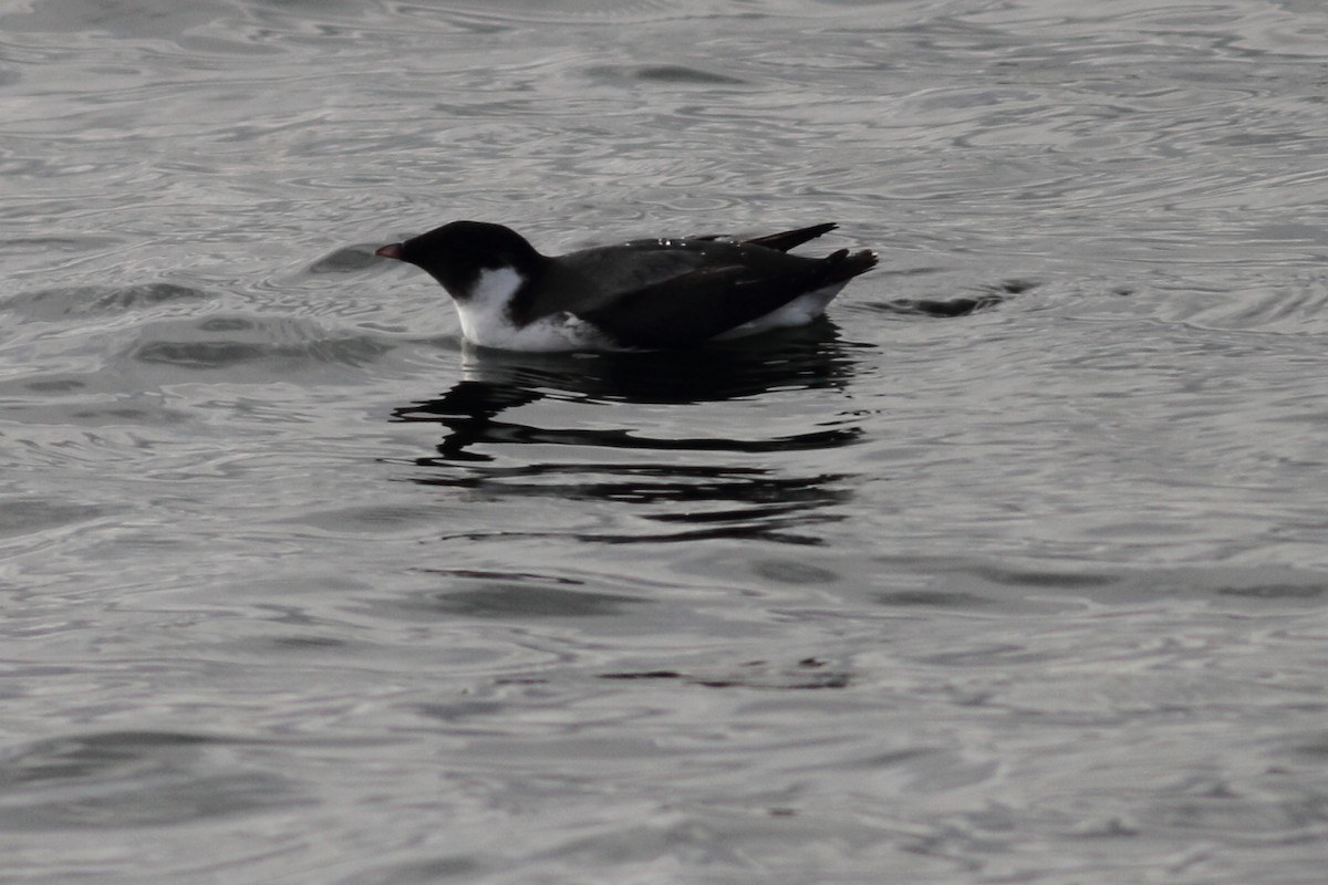 Guillemot à cou blanc - ML611502084