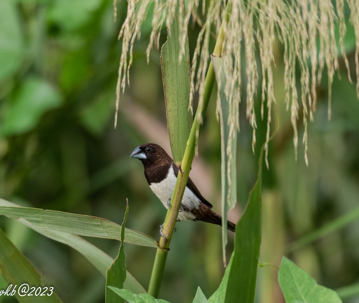 White-rumped Munia - ML611502089