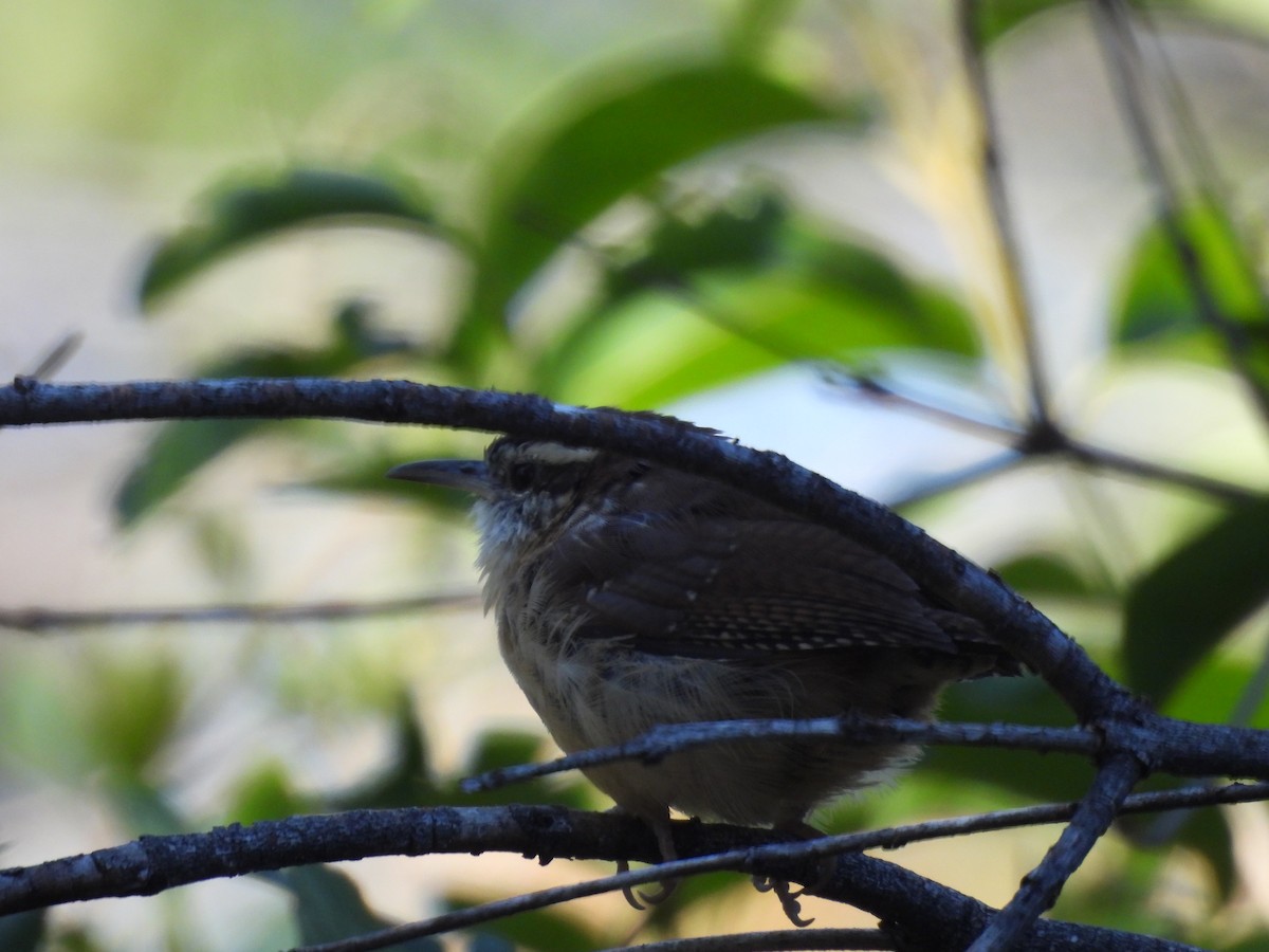 Carolina Wren - ML611502364