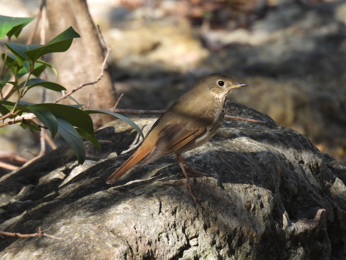Hermit Thrush - ML611502374