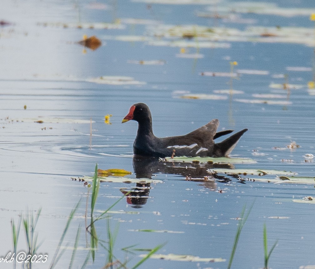 Eurasian Moorhen - ML611502482