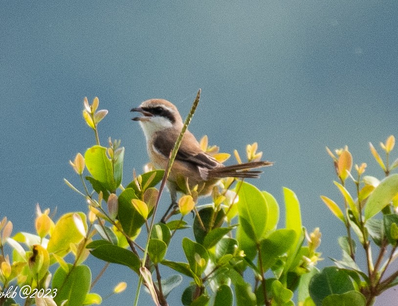 Brown Shrike - ML611502491