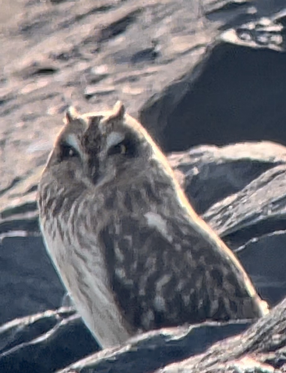 Short-eared Owl - Dan Haas