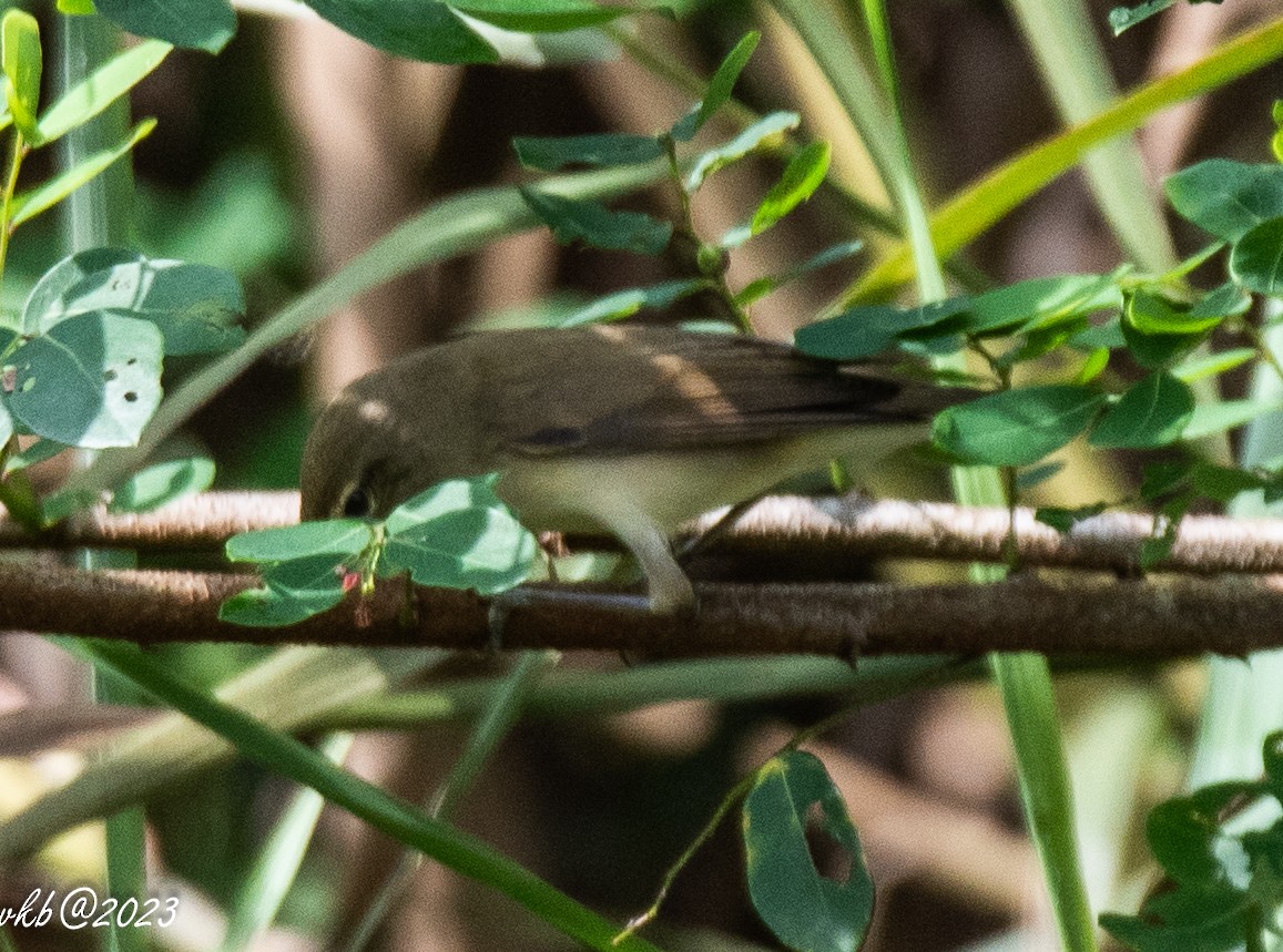 Blyth's Reed Warbler - ML611502502