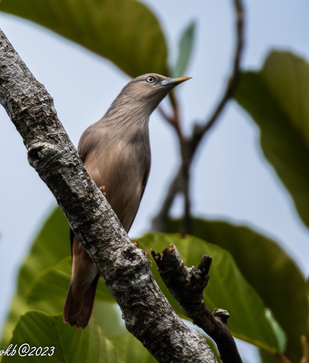 Chestnut-tailed Starling - ML611502543