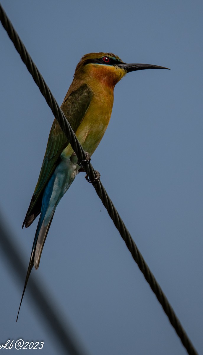 Blue-tailed Bee-eater - ML611502552