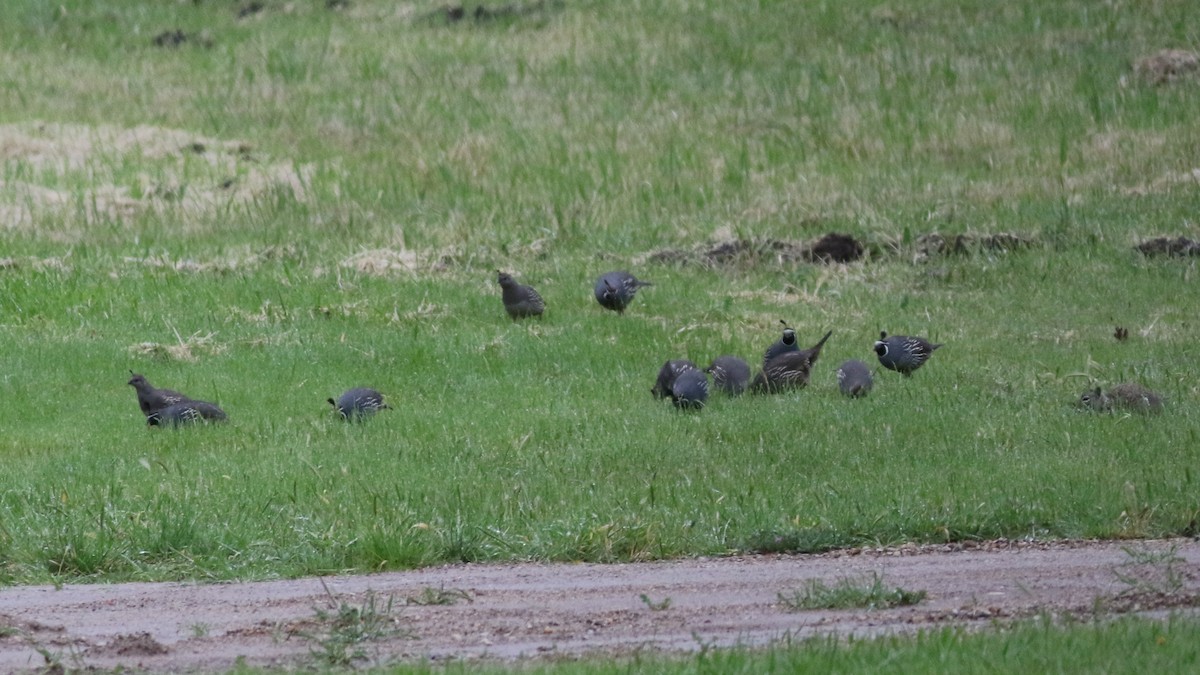 California Quail - ML611502663