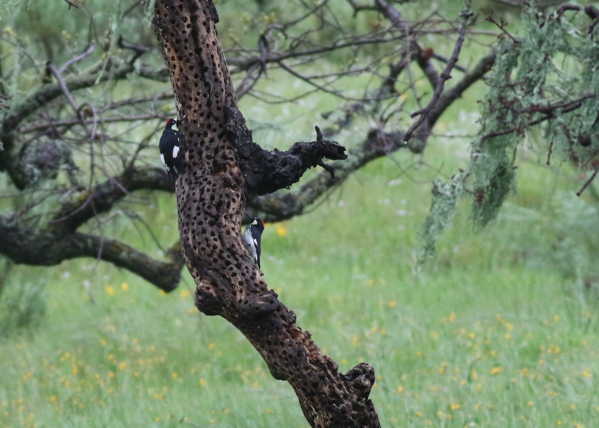 Acorn Woodpecker - ML611502670