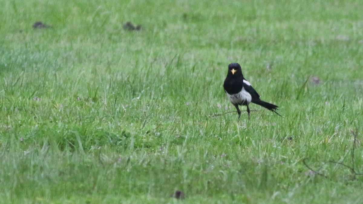 Yellow-billed Magpie - ML611502672