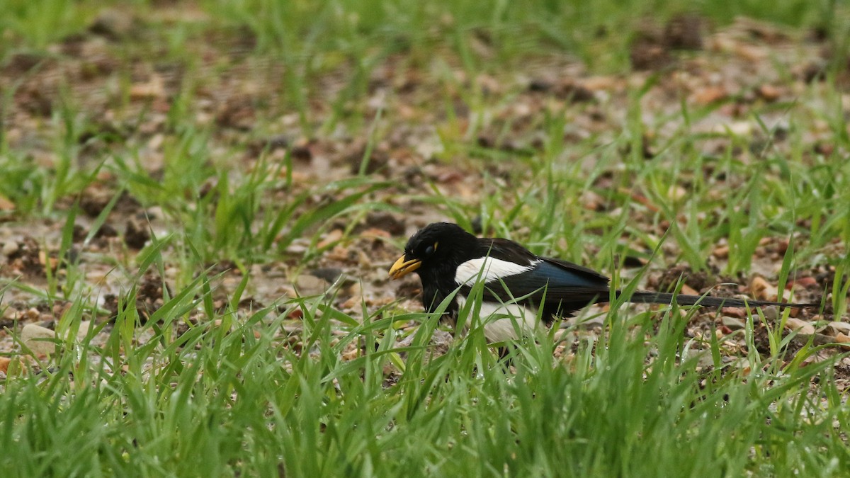 Yellow-billed Magpie - ML611502673