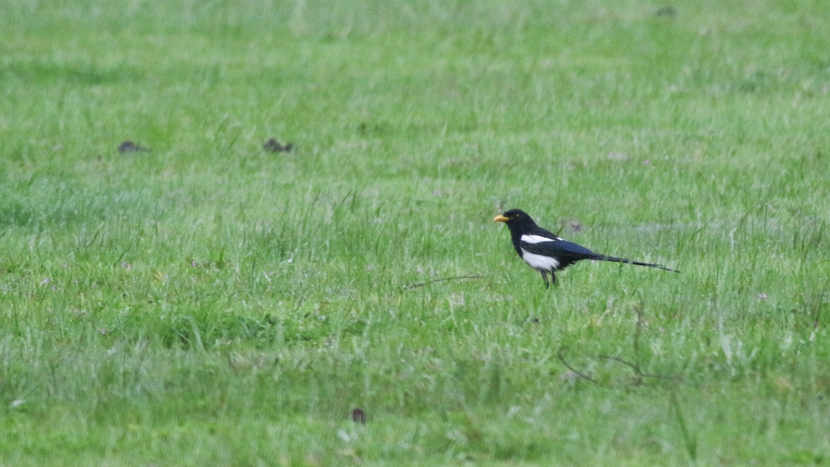 Yellow-billed Magpie - ML611502674