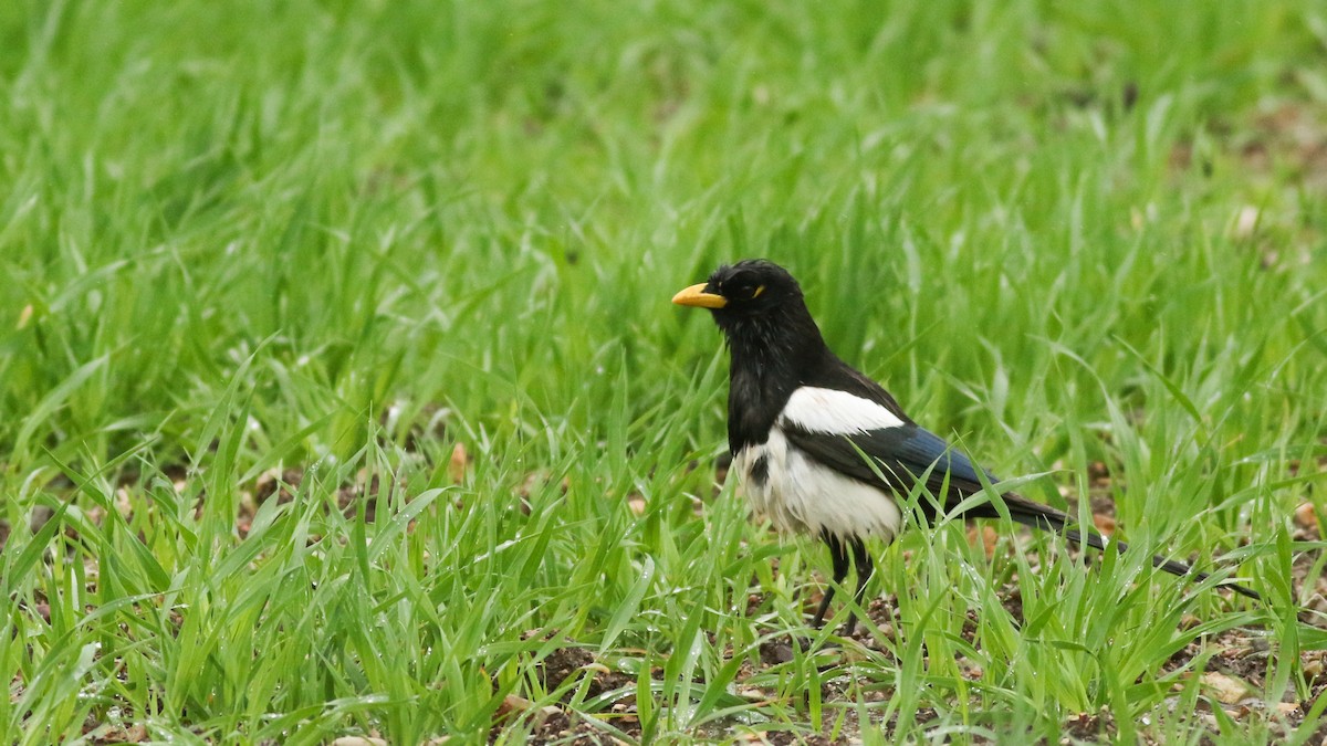 Yellow-billed Magpie - ML611502675