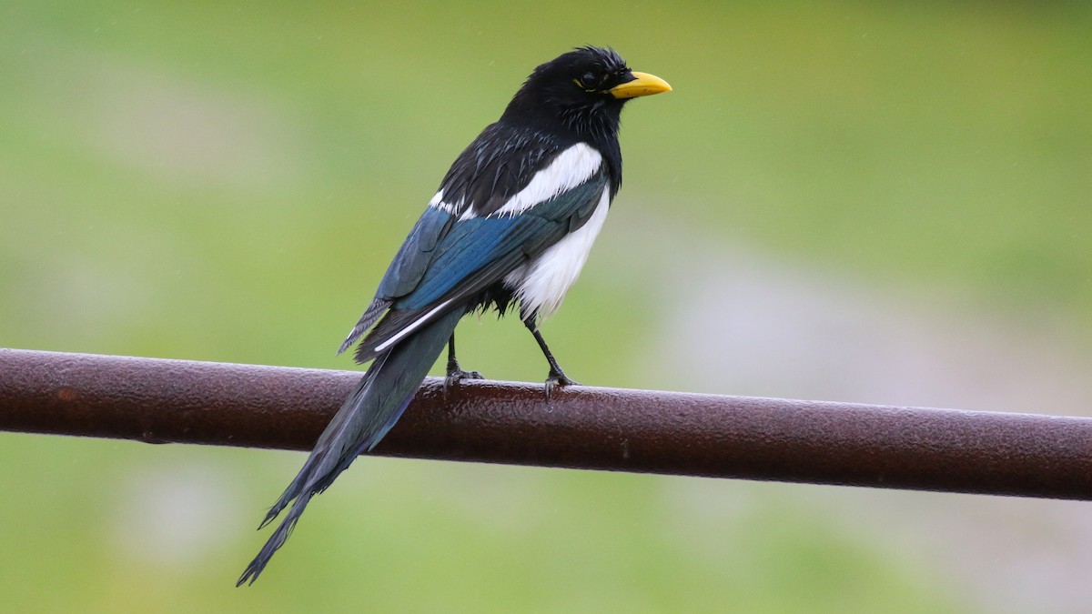 Yellow-billed Magpie - ML611502676