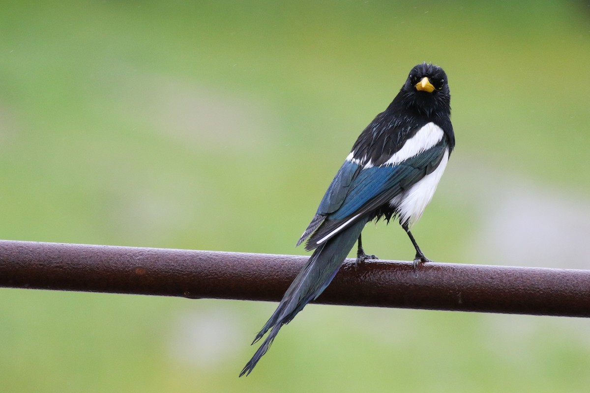 Yellow-billed Magpie - ML611502677