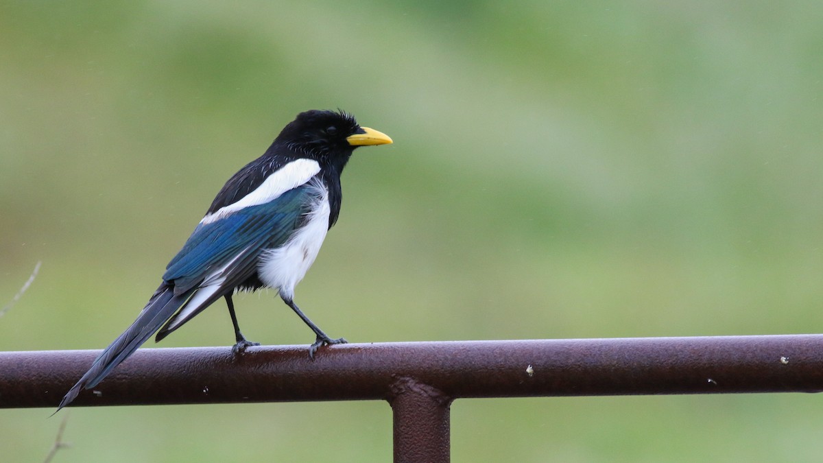 Yellow-billed Magpie - ML611502678