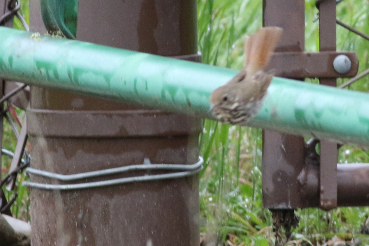 Hermit Thrush - ML611502683