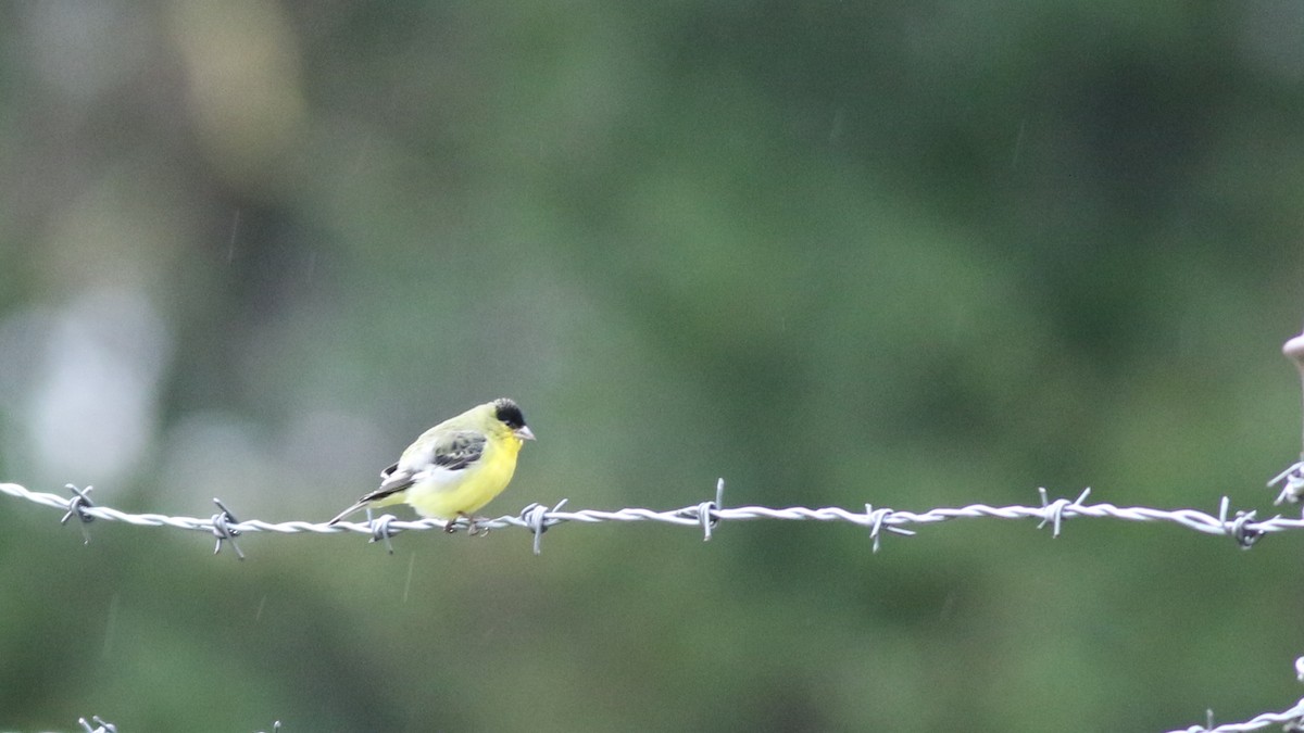 Lesser Goldfinch - ML611502688