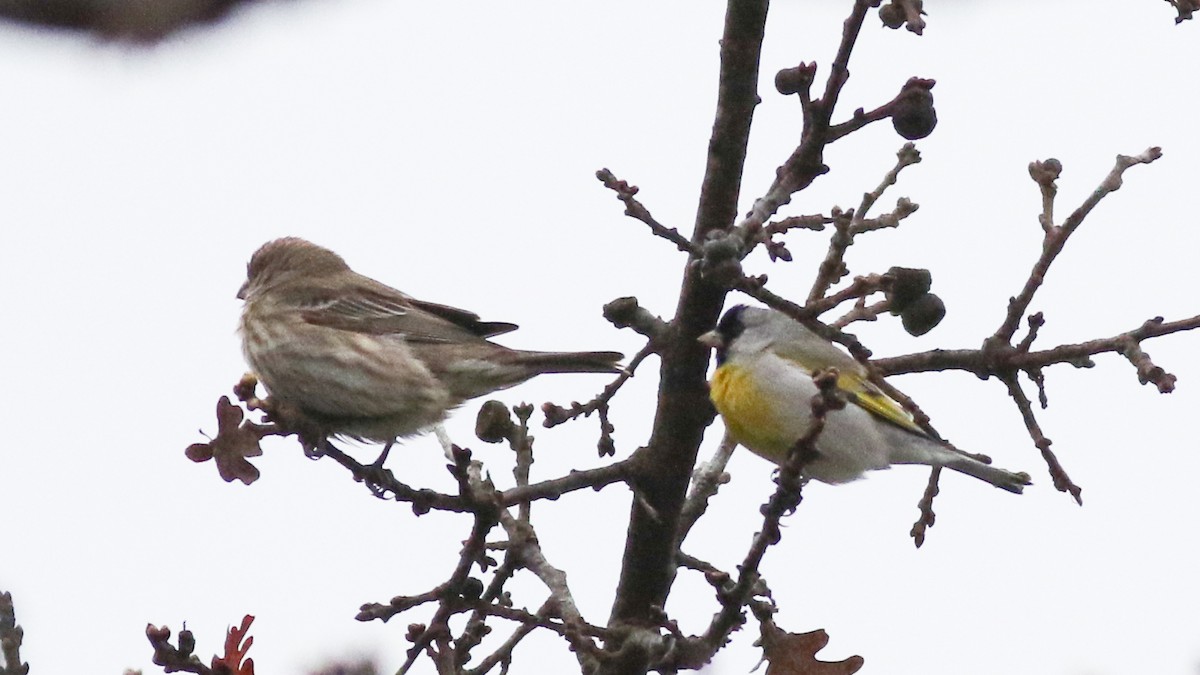 Lawrence's Goldfinch - ML611502693