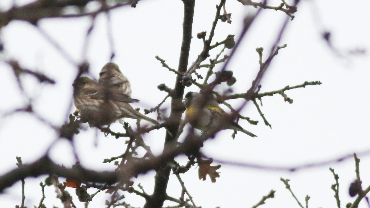 Lawrence's Goldfinch - ML611502694