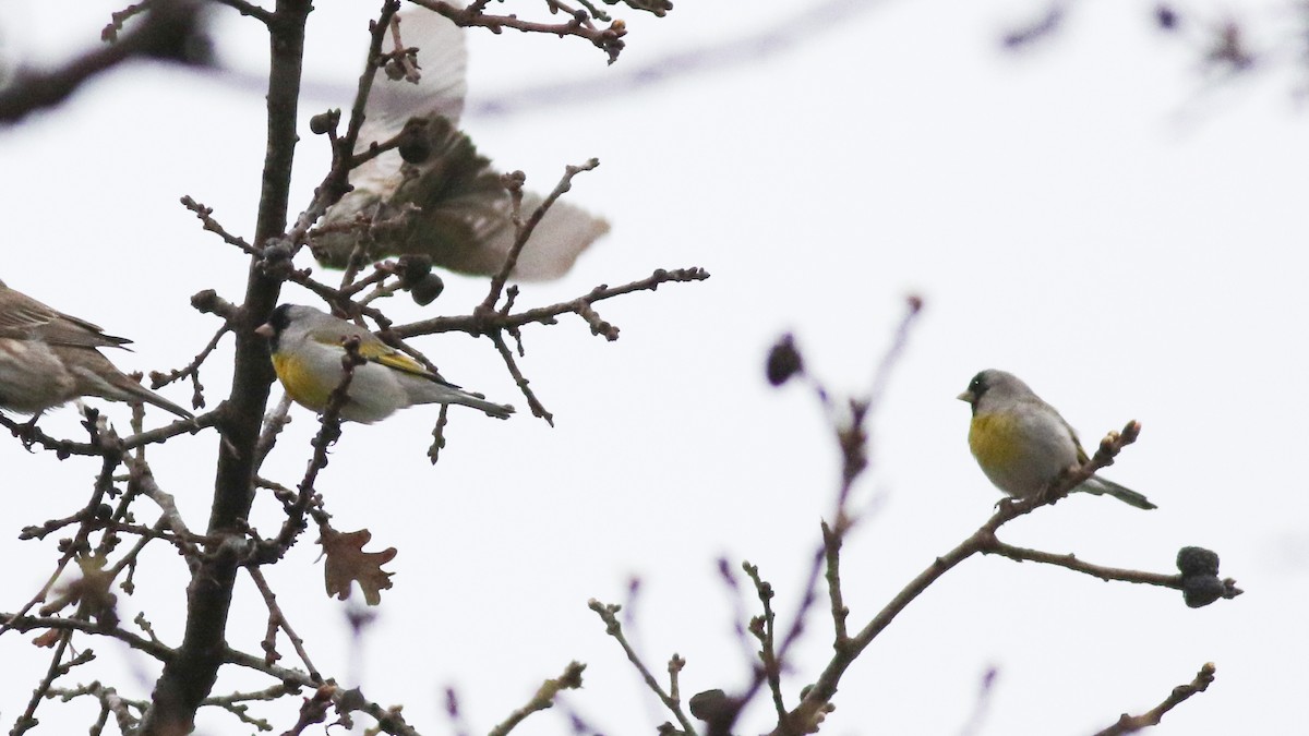 Lawrence's Goldfinch - ML611502695