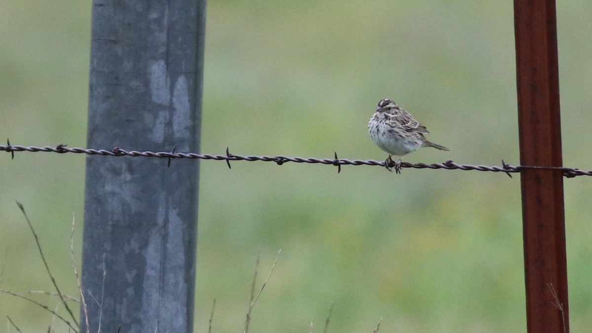 Savannah Sparrow - ML611502697