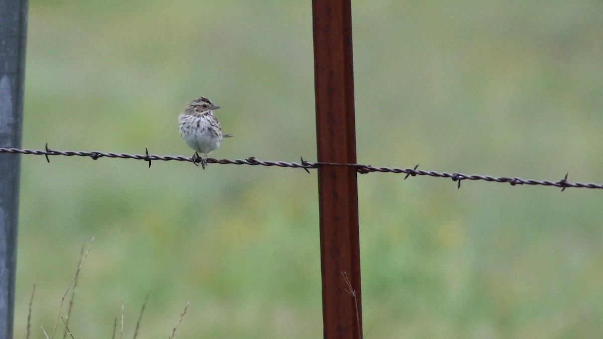 Savannah Sparrow - ML611502698