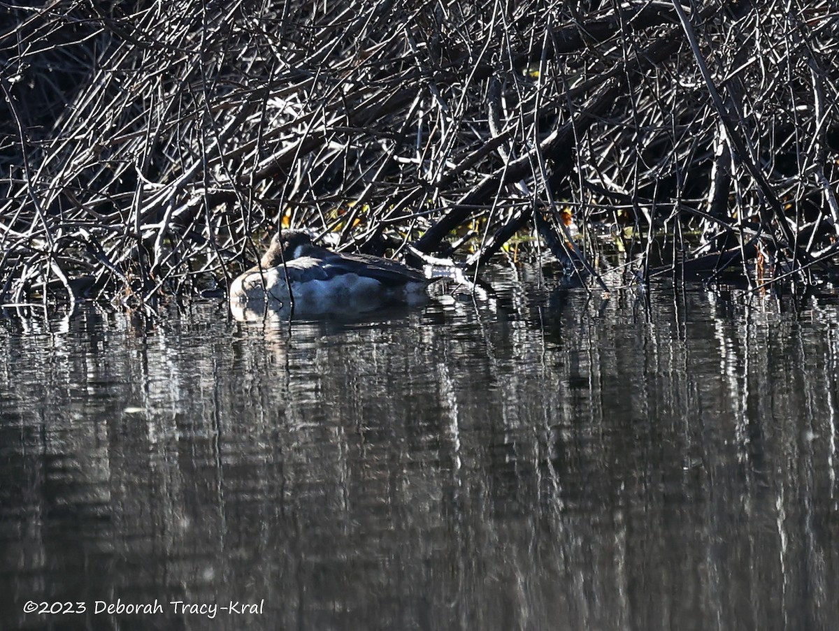 Greater Scaup - ML611502718