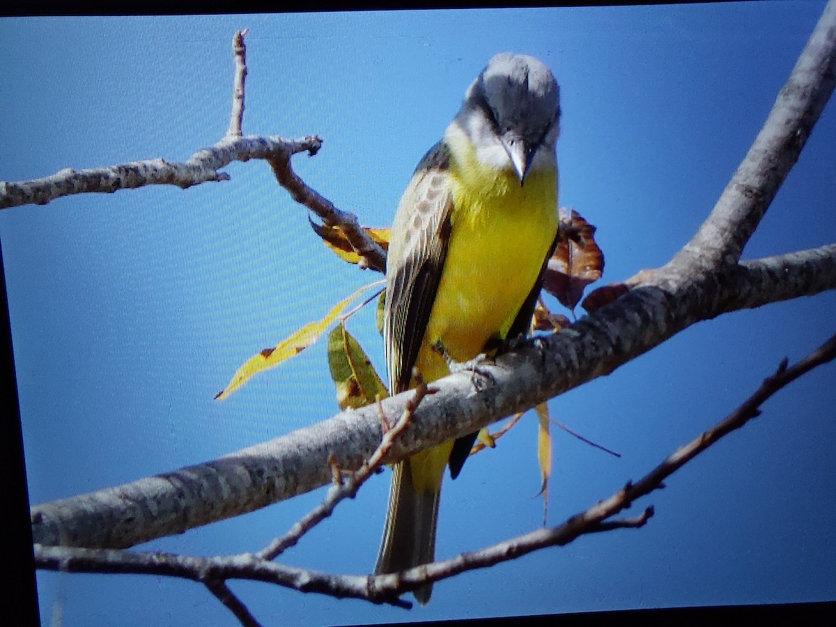 Couch's Kingbird - ML611503018