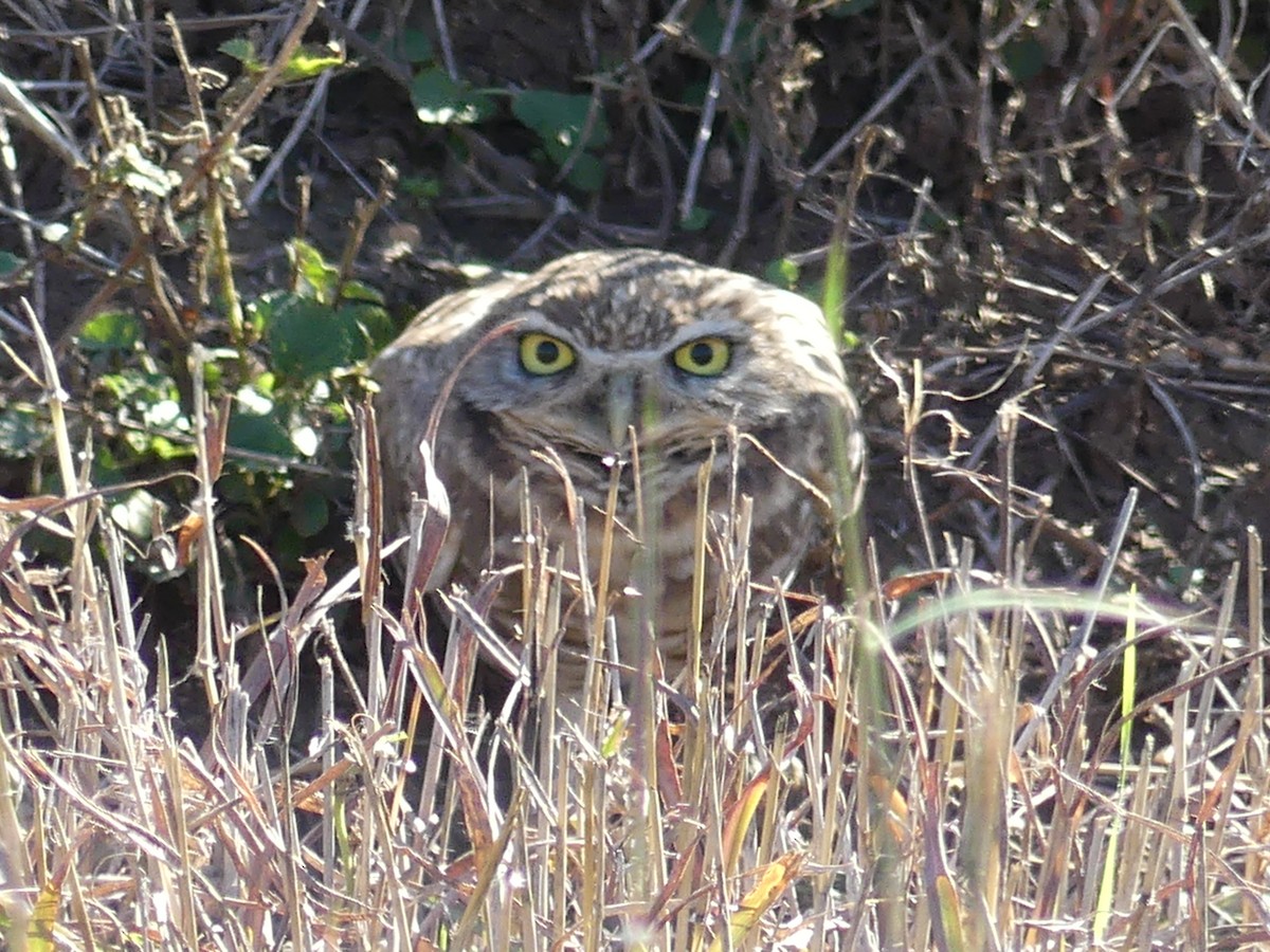Burrowing Owl - ML611503047