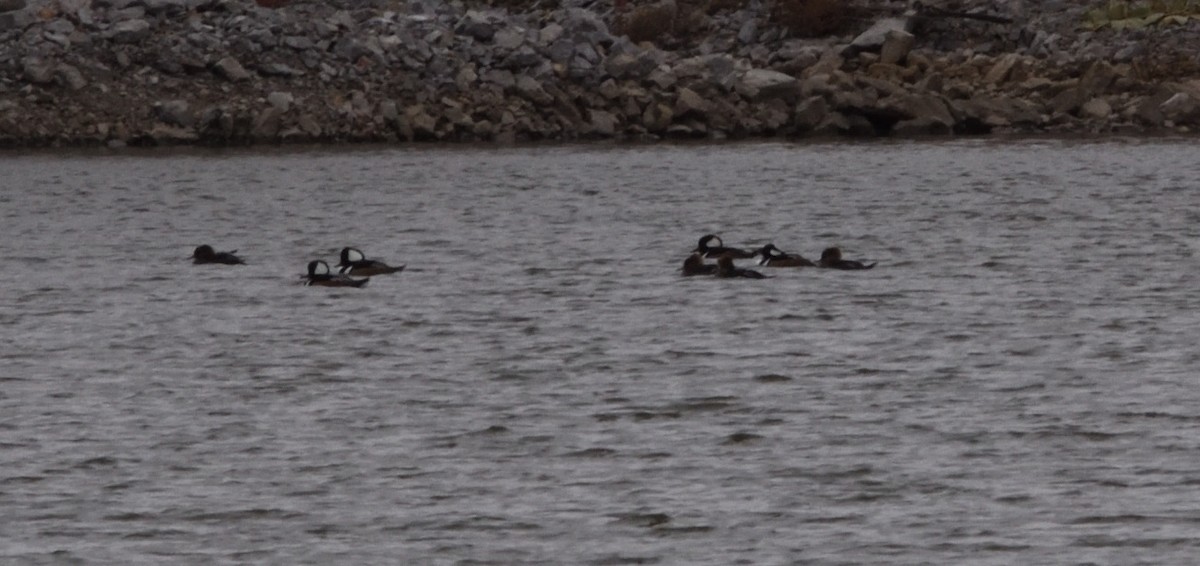 Hooded Merganser - Kassia Delgado