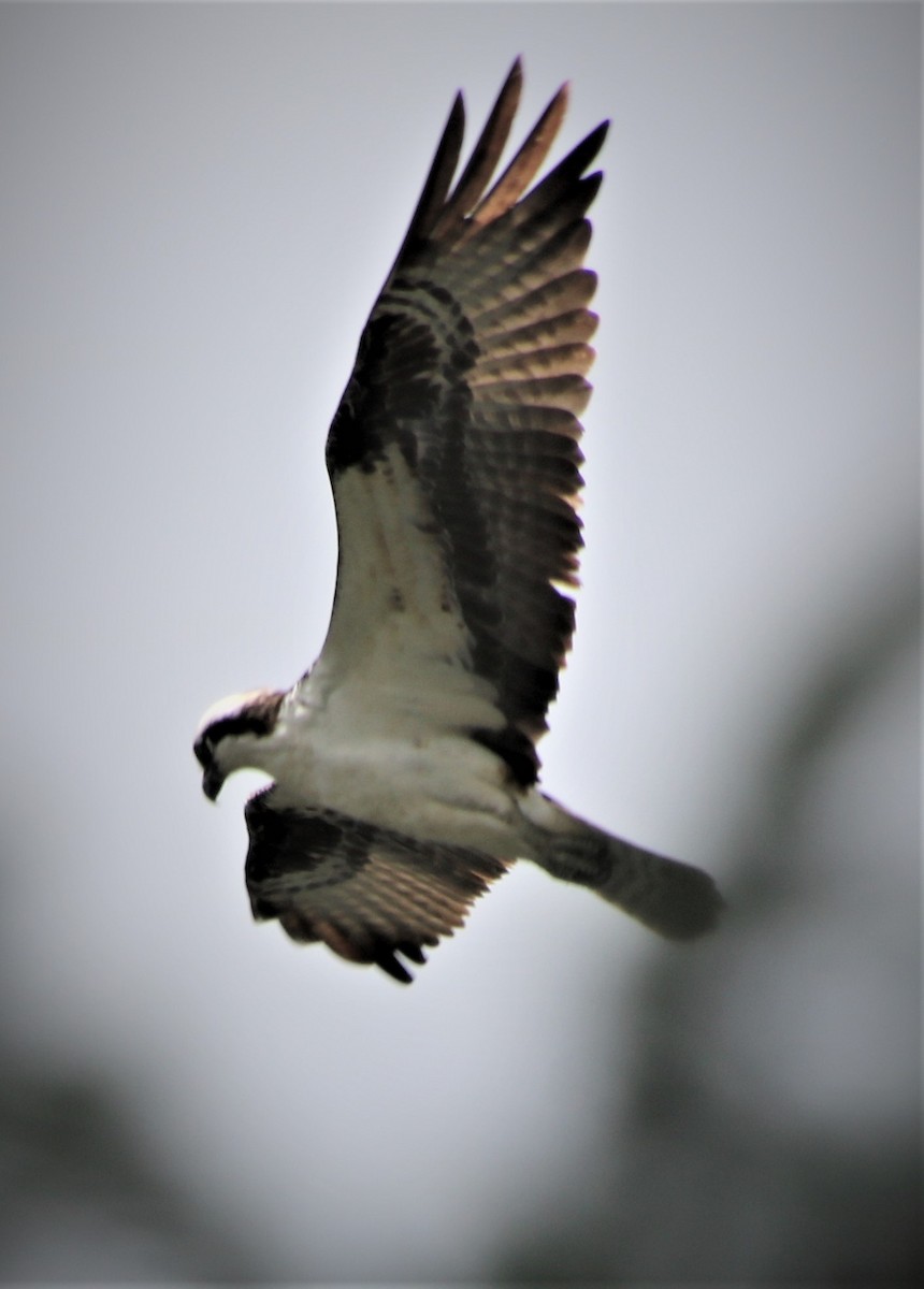 Osprey - ML611503060