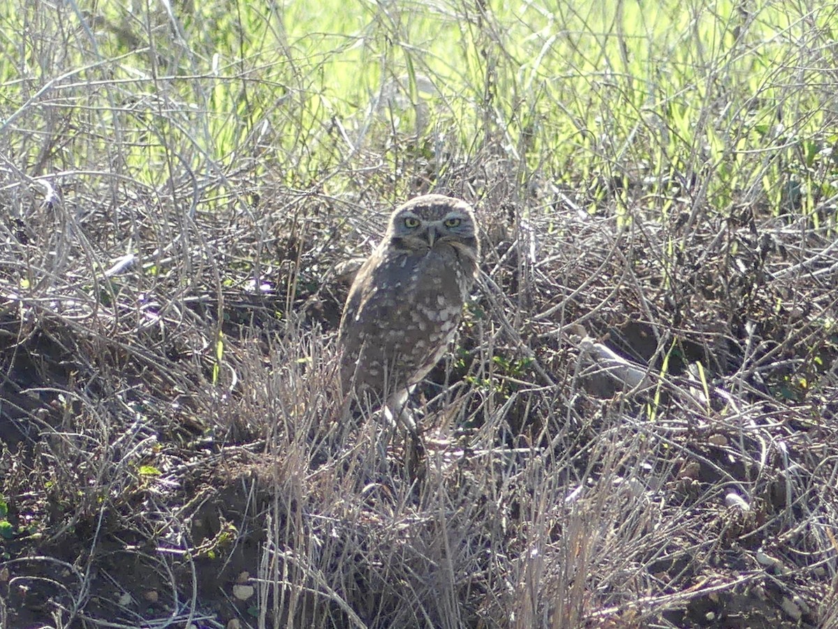 Burrowing Owl - ML611503067