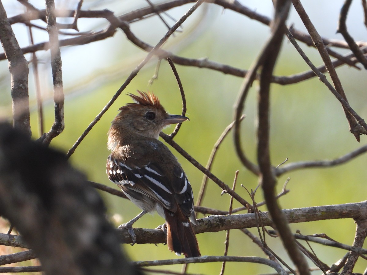 Northern Slaty-Antshrike - Robert Lambeck