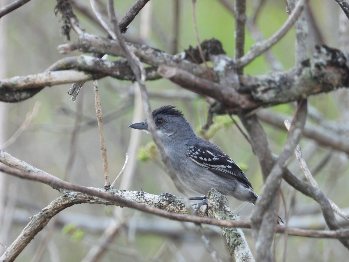 Northern Slaty-Antshrike - ML611503087